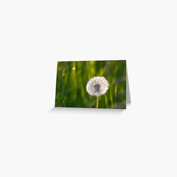 The lone dandelion Greeting Card