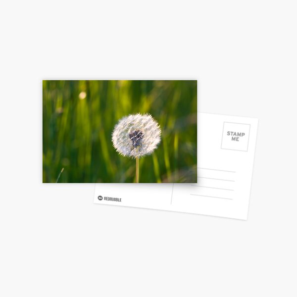The lone dandelion Postcard