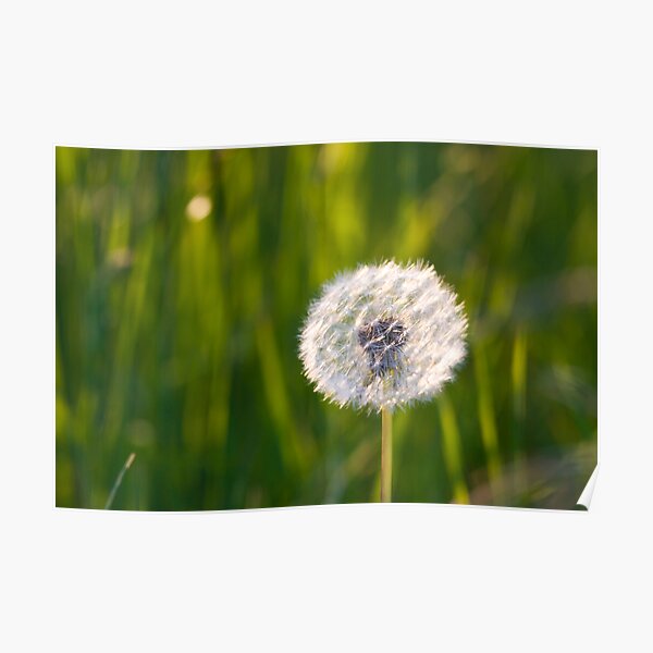 The lone dandelion Poster