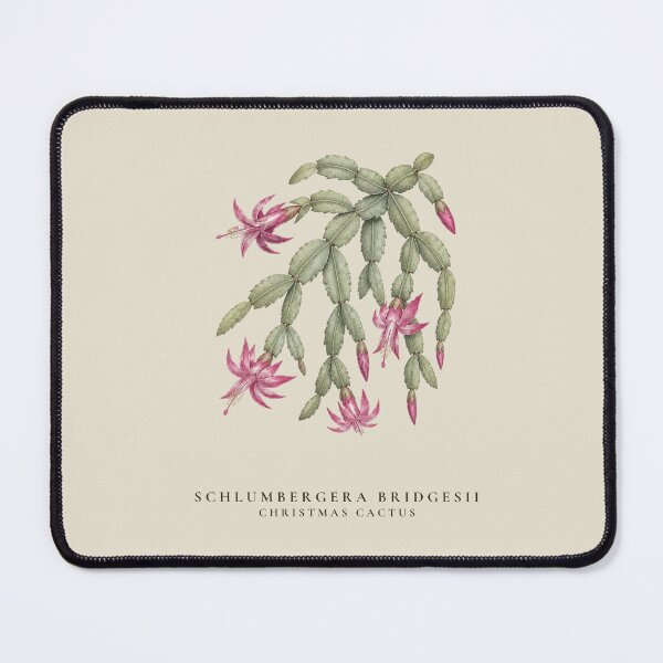 Item preview, Christmas Cactus Vintage Botanical Illustration Schlumbergera Bridgesii designed and sold by Panom Suavichien.