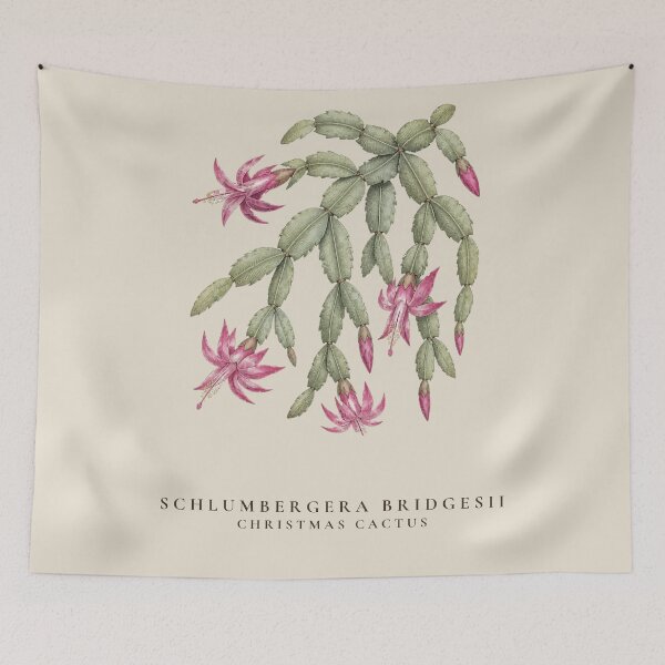Item preview, Christmas Cactus Vintage Botanical Illustration Schlumbergera Bridgesii designed and sold by Panom Suavichien.