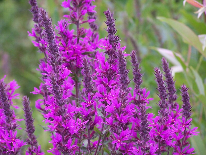 purple loosestrife plant