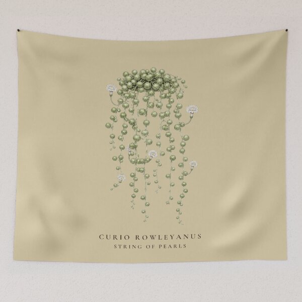 Item preview, String of Pearls Vintage Botanical Illustration Curio Rowleyanus designed and sold by Panom Suavichien.