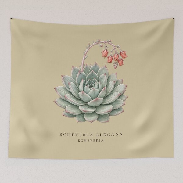 Item preview, Echeveria Succulent Vintage Botanical Illustration Echeveria Elegans designed and sold by Panom Suavichien.