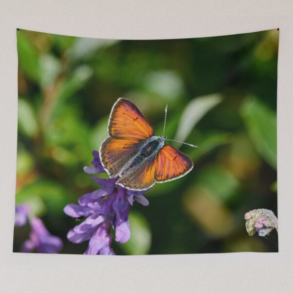 Item preview, Purple-edged copper designed and sold by Jouko Lehto Photography.