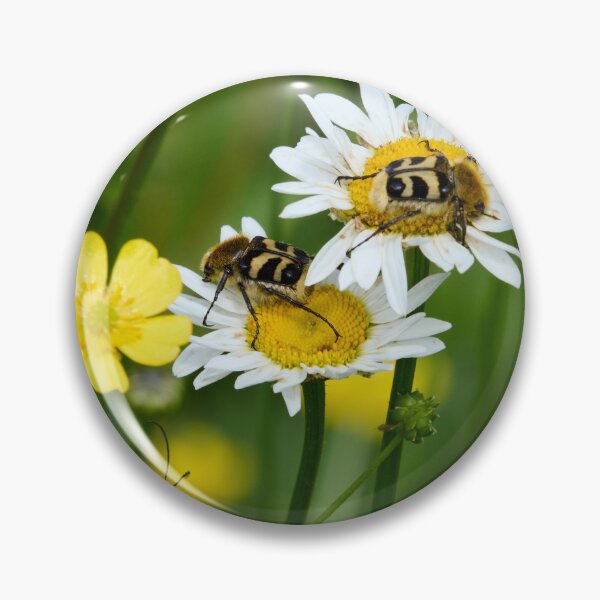 Item preview, Eurasian bee beetles and  a Black-striped Longhorn Beetle designed and sold by Jouko Lehto Photography.