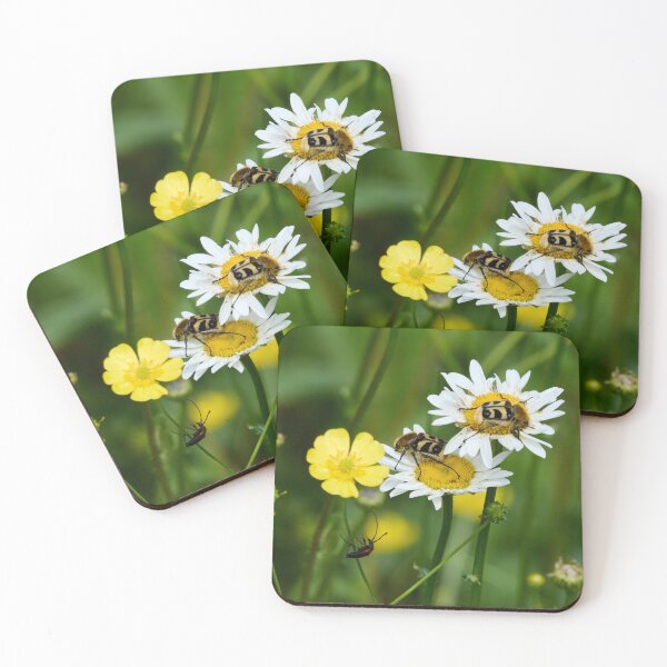 Item preview, Eurasian bee beetles and  a Black-striped Longhorn Beetle designed and sold by Jouko Lehto Photography.