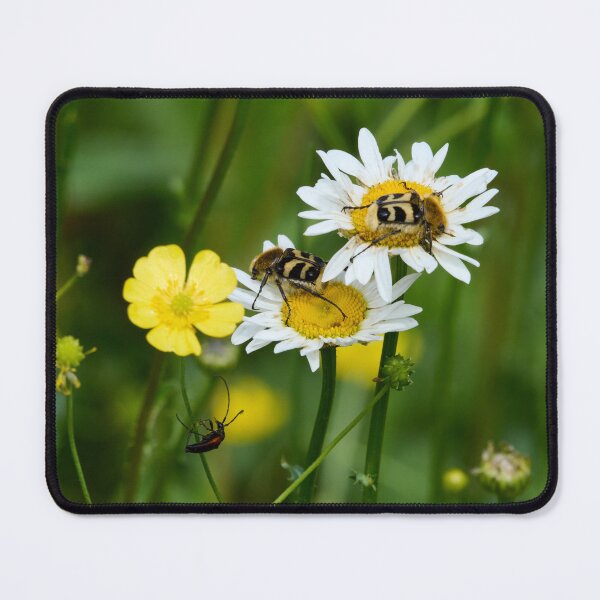 Item preview, Eurasian bee beetles and a Black-striped Longhorn Beetle designed and sold by Jouko Lehto Photography.