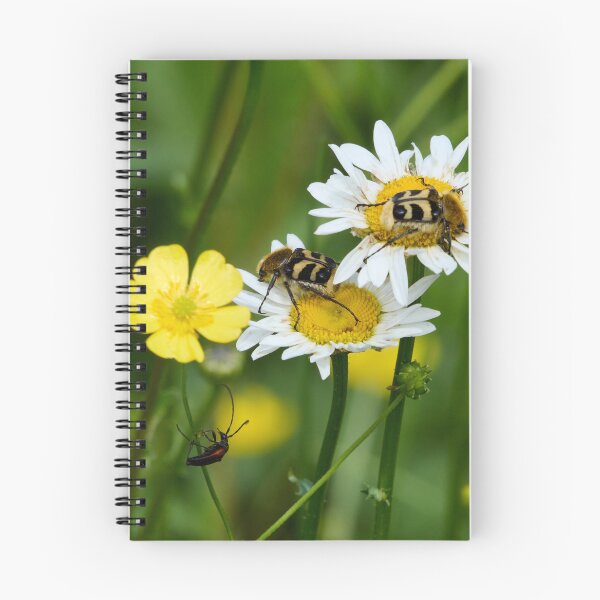Item preview, Eurasian bee beetles and  a Black-striped Longhorn Beetle designed and sold by Jouko Lehto Photography.