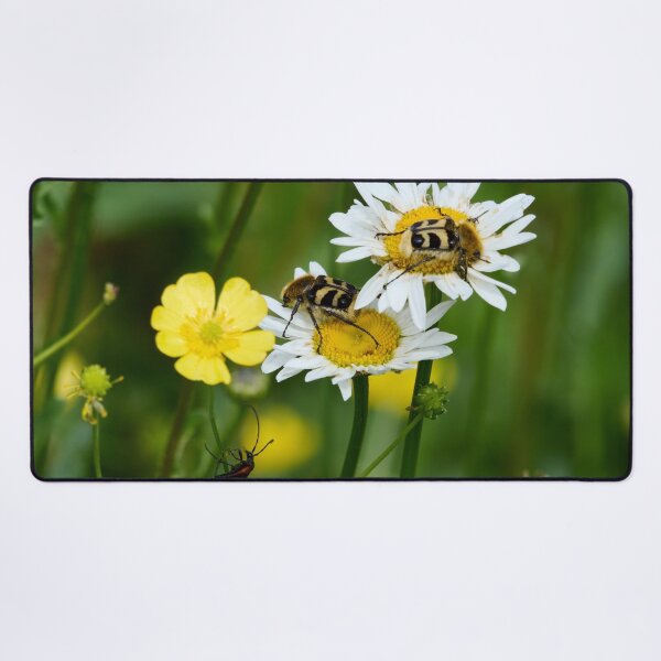 Item preview, Eurasian bee beetles and  a Black-striped Longhorn Beetle designed and sold by Jouko Lehto Photography.