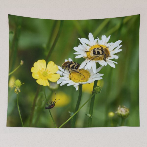Item preview, Eurasian bee beetles and  a Black-striped Longhorn Beetle designed and sold by Jouko Lehto Photography.