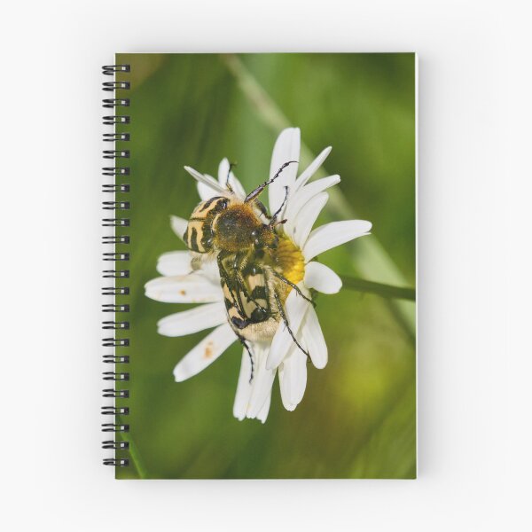 Item preview, Eurasian bee beetles on a Daisy designed and sold by Jouko Lehto Photography.