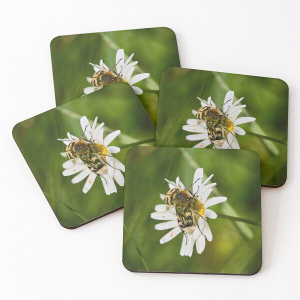 Item preview, Eurasian bee beetles on a Daisy designed and sold by Jouko Lehto Photography.