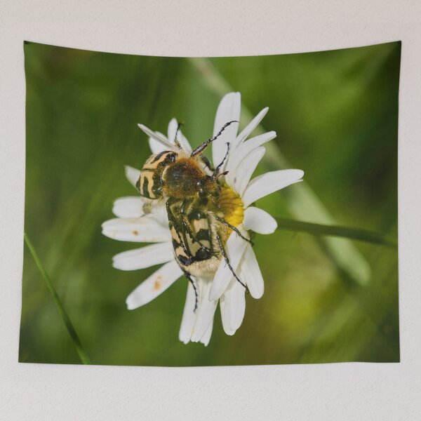 Item preview, Eurasian bee beetles on a Daisy designed and sold by Jouko Lehto Photography.