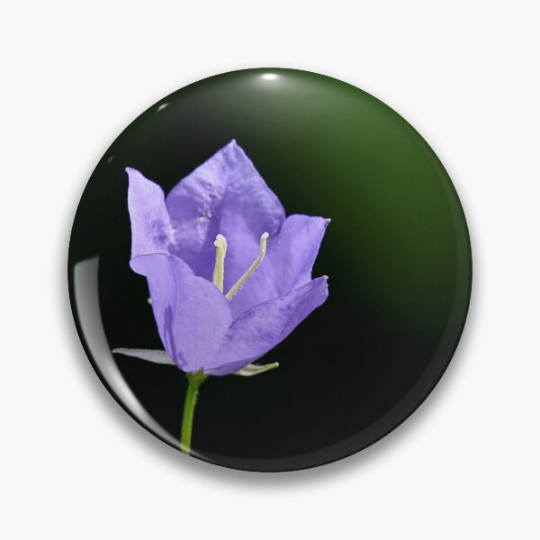 Item preview, One flower now. Peach-leaved Bellflower designed and sold by Jouko Lehto Photography.