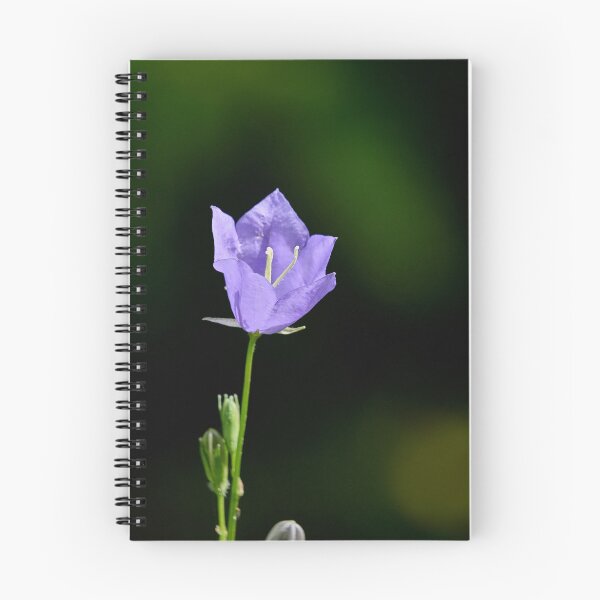 Item preview, One flower now. Peach-leaved Bellflower designed and sold by Jouko Lehto Photography.