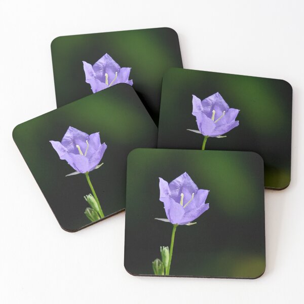 Item preview, One flower now. Peach-leaved Bellflower designed and sold by Jouko Lehto Photography.