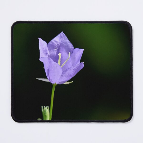 Item preview, One flower now. Peach-leaved Bellflower designed and sold by Jouko Lehto Photography.