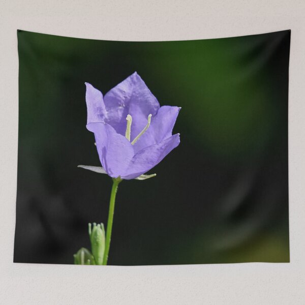 Item preview, One flower now. Peach-leaved Bellflower designed and sold by Jouko Lehto Photography.