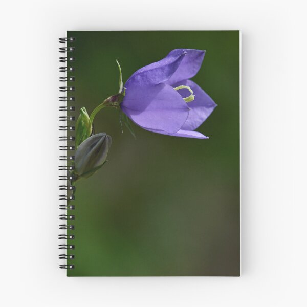 Item preview, Sideview. Peach-leaved Bellflower designed and sold by Jouko Lehto Photography.