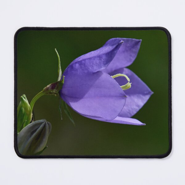Item preview, Sideview. Peach-leaved Bellflower designed and sold by Jouko Lehto Photography.