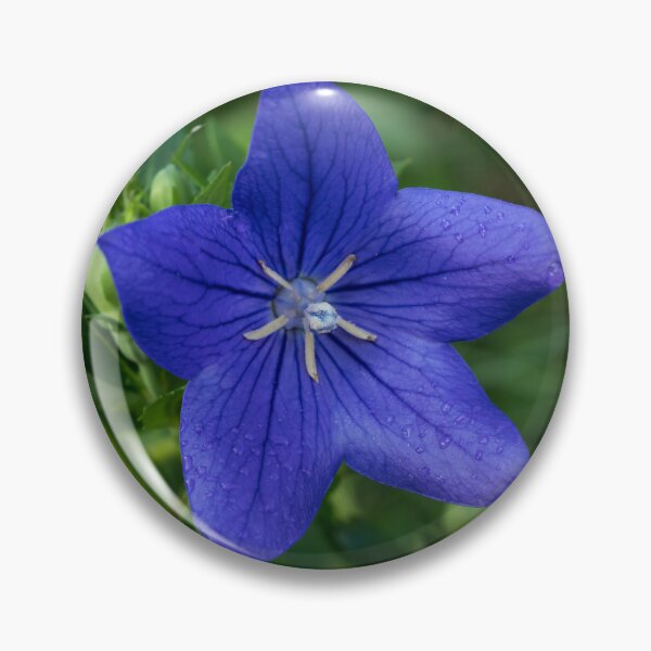 Item preview, Vibrant Blue Balloon Flower with Dewdrops designed and sold by Georgia Mizuleva.