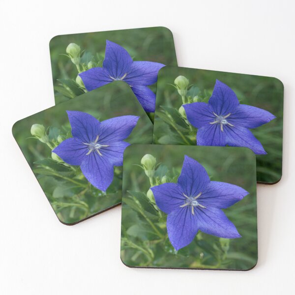 Item preview, Vibrant Blue Balloon Flower with Dewdrops designed and sold by Georgia Mizuleva.