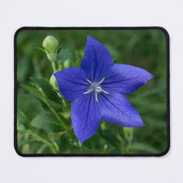 Item preview, Vibrant Blue Balloon Flower with Dewdrops designed and sold by Georgia Mizuleva.