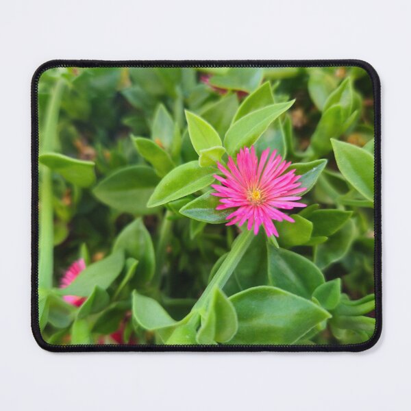 Item preview, Bright Pink Aptenia Flower on Green Succulent Leaves designed and sold by Yanshuf.