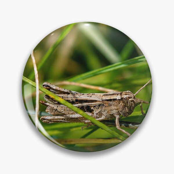 Item preview, Brown grasshopper resting on green grass designed and sold by Astute-Artio-Photography.