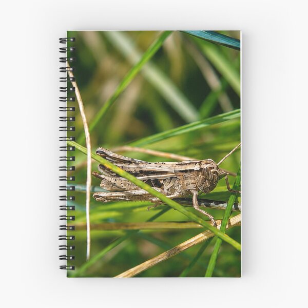 Item preview, Brown grasshopper resting on green grass designed and sold by Astute-Artio-Photography.