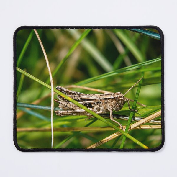 Item preview, Brown grasshopper resting on green grass designed and sold by Astute-Artio-Photography.