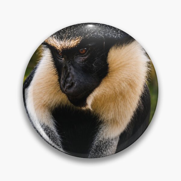 Item preview, Roloway monkey deep in contemplation designed and sold by Astute-Artio-Photography.