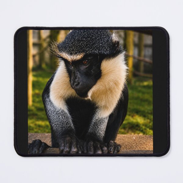 Item preview, Roloway monkey deep in contemplation designed and sold by Astute-Artio-Photography.