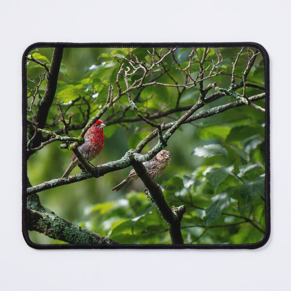 Item preview, Colourful pair of cardinals on moss covered branch designed and sold by Astute-Artio-Photography.