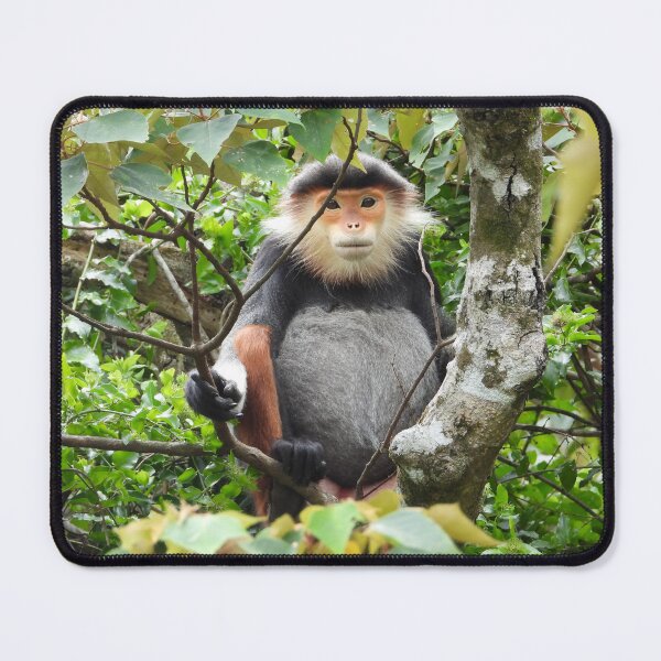 Item preview, Red Shanked Douc Langur Vietnam designed and sold by JCis1WTL.