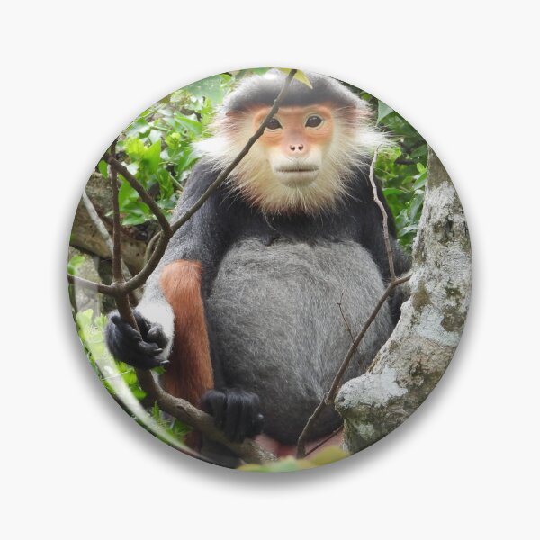 Item preview, Red Shanked Douc Langur Vietnam designed and sold by JCis1WTL.
