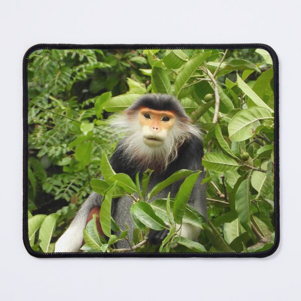 Item preview, Red Shanked Douc Langur Vietnam designed and sold by JCis1WTL.