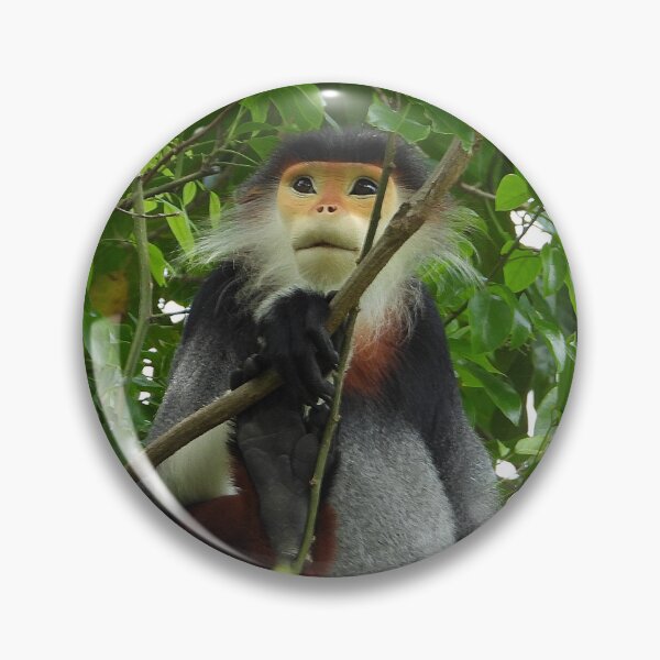 Item preview, Red Shanked Douc Langur Vietnam designed and sold by JCis1WTL.