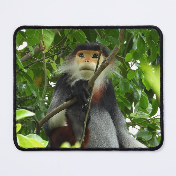 Item preview, Red Shanked Douc Langur Vietnam designed and sold by JCis1WTL.