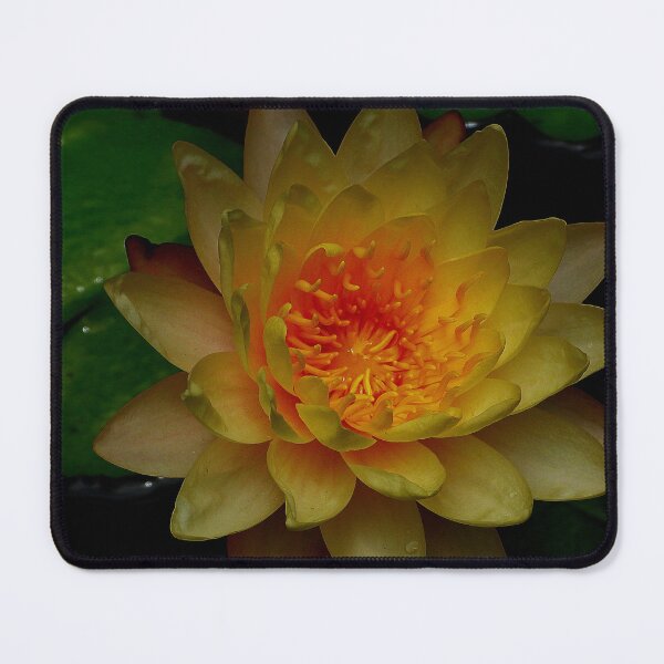 Item preview, Lotus Vietnam designed and sold by JCis1WTL.