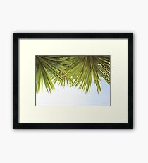 Yucca Framed Print
