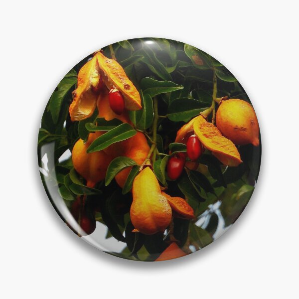 Item preview, Ormosia Robusta tree Vietnam designed and sold by JCis1WTL.