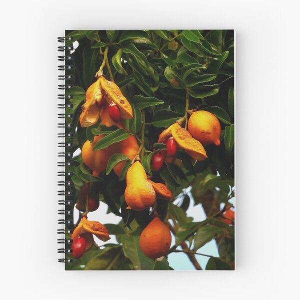 Item preview, Ormosia Robusta tree Vietnam designed and sold by JCis1WTL.