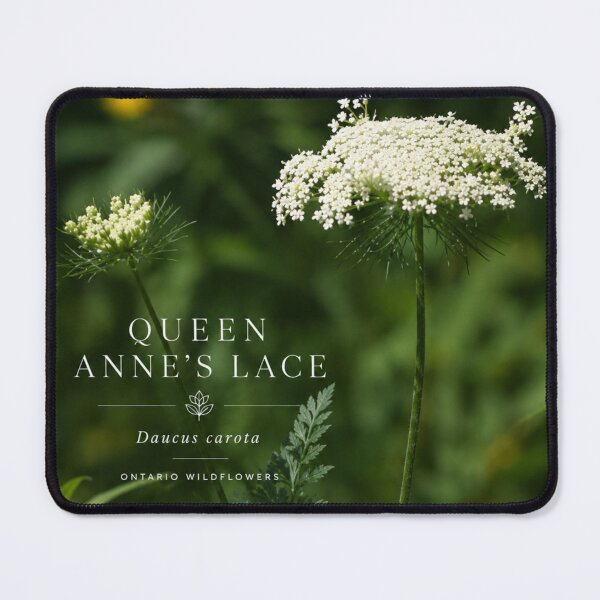Item preview, Queen Annes Lace Botanical Art Poster designed and sold by greatlakesimage.