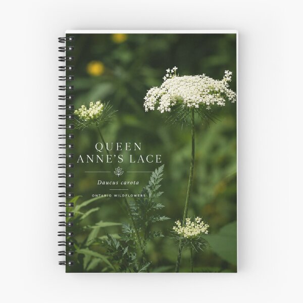 Item preview, Queen Annes Lace Botanical Art Poster designed and sold by greatlakesimage.