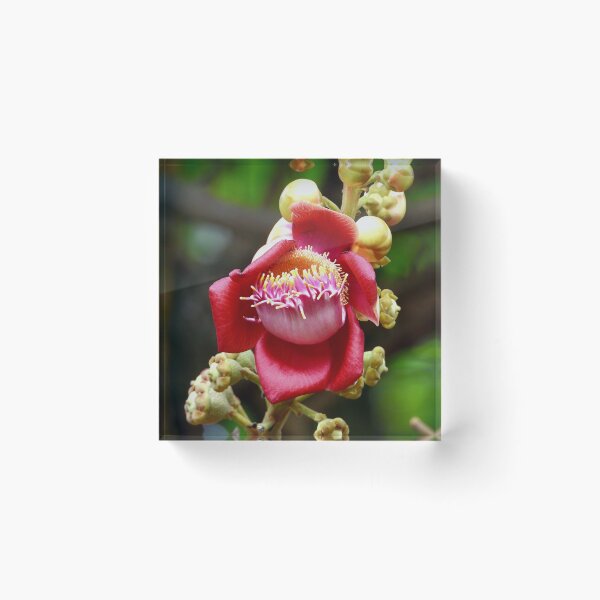 Item preview, Cannon ball tree flower Vietnam designed and sold by JCis1WTL.