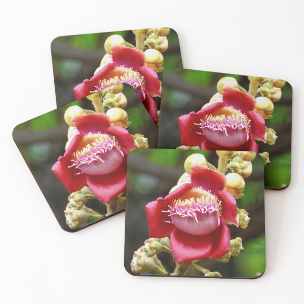 Item preview, Cannon ball tree flower Vietnam designed and sold by JCis1WTL.