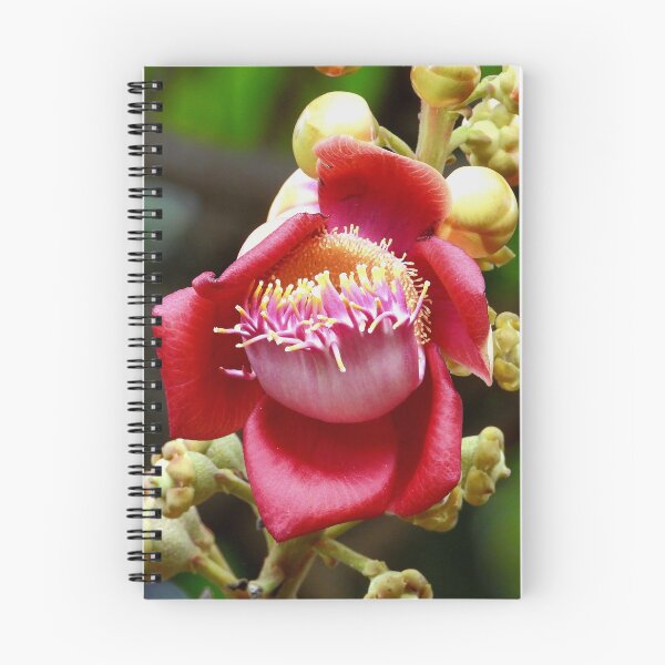 Item preview, Cannon ball tree flower Vietnam designed and sold by JCis1WTL.