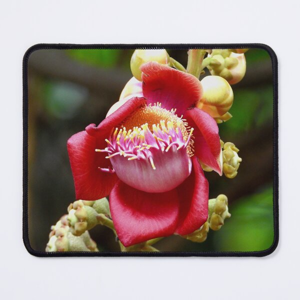 Item preview, Cannon ball tree flower Vietnam designed and sold by JCis1WTL.